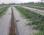 Nilon đổ Bê Tông